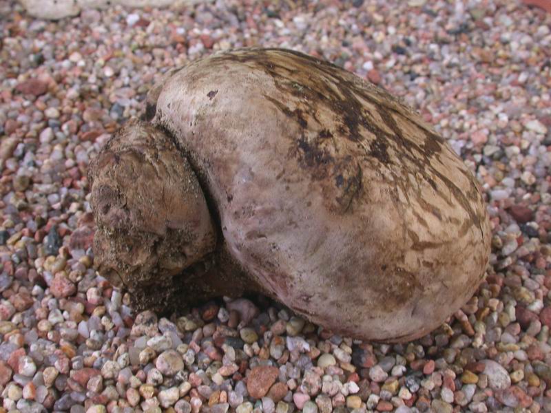 Pisolithus arhizus. Scheda fotografica